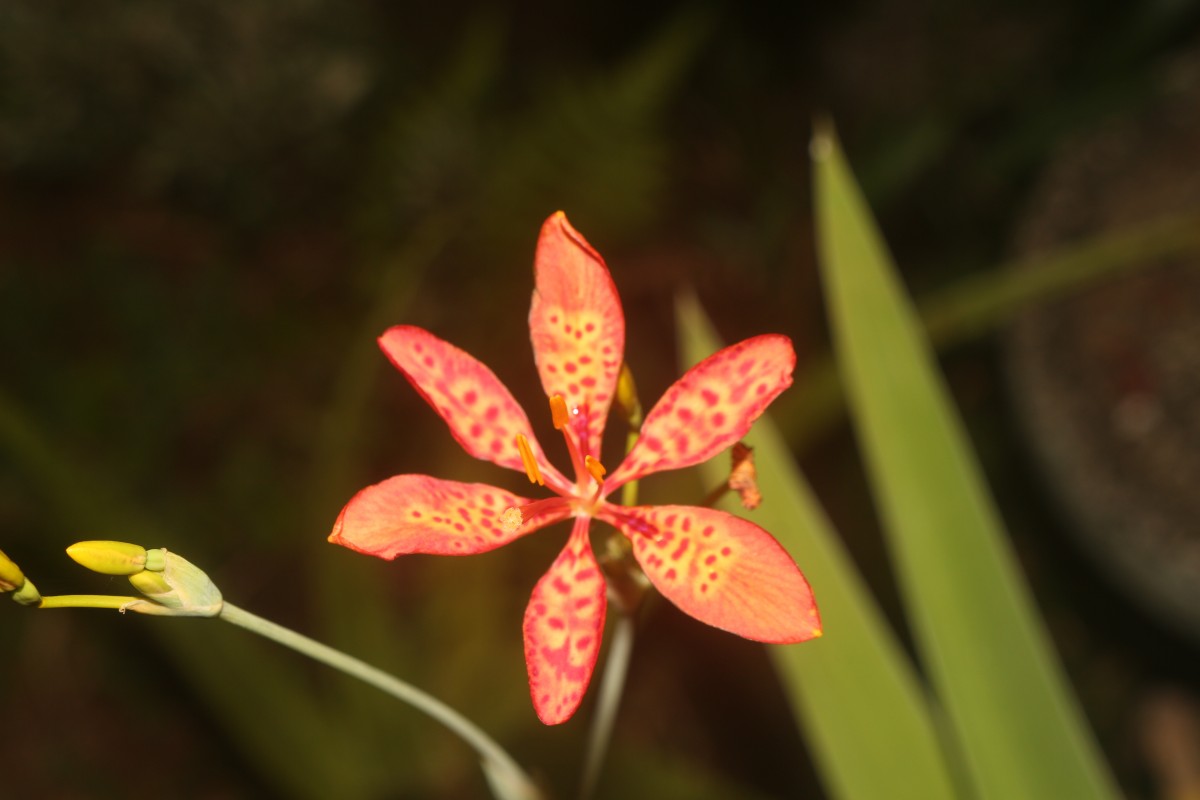 Iris domestica (L.) Goldblatt & Mabb.